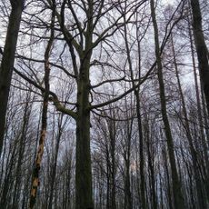 Buk lesní na Hrušové