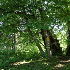 Ilumäe linden
