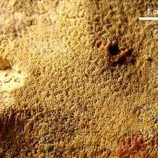 Réserve naturelle nationale du Bois du Parc