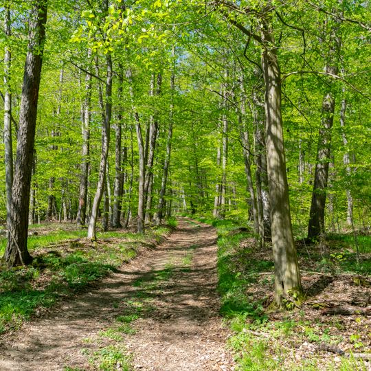 NSG Buchenwaelder zwischen Muehlenberg und Hasselburg