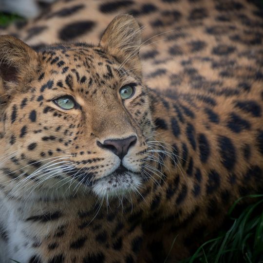 Parc animalier d'Auvergne