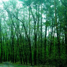 Zalugove (u skladi Getmanskogo NPP)