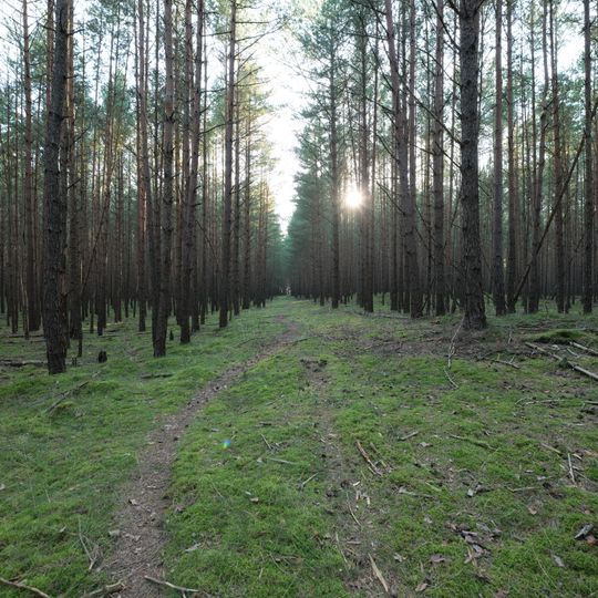 Sandergebiet südlich von Serrahn
