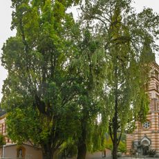 Císařské duby v Kraslicích