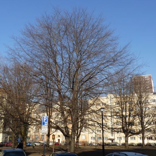 Buk lesní červenolistý v Parku československých letců